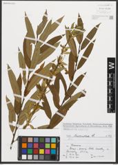 Foto von Salix triandra L.